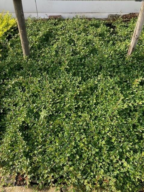 Overstock Cotoneaster dammeri P9, Enlèvement, Autres espèces, Arbuste, Moins de 100 cm