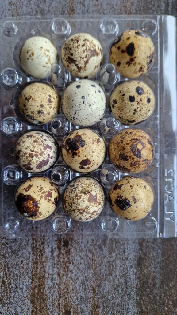 Broedeitjes japanse kwartel , kans celadon, Dieren en Toebehoren