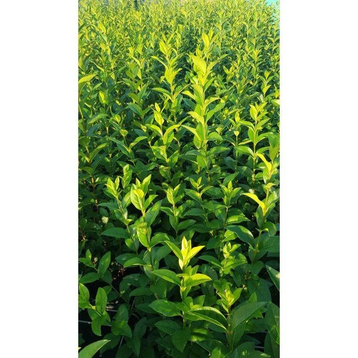 Ligustrum ovalifolium (troène) environ 150 cm, Enlèvement, Troène