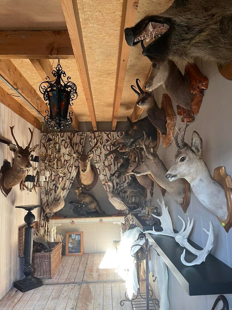 TAXIDERMY - Belles Têtes Farcies !!!, Enlèvement ou Envoi, Utilisé, Animal sauvage, Bois ou Tête
