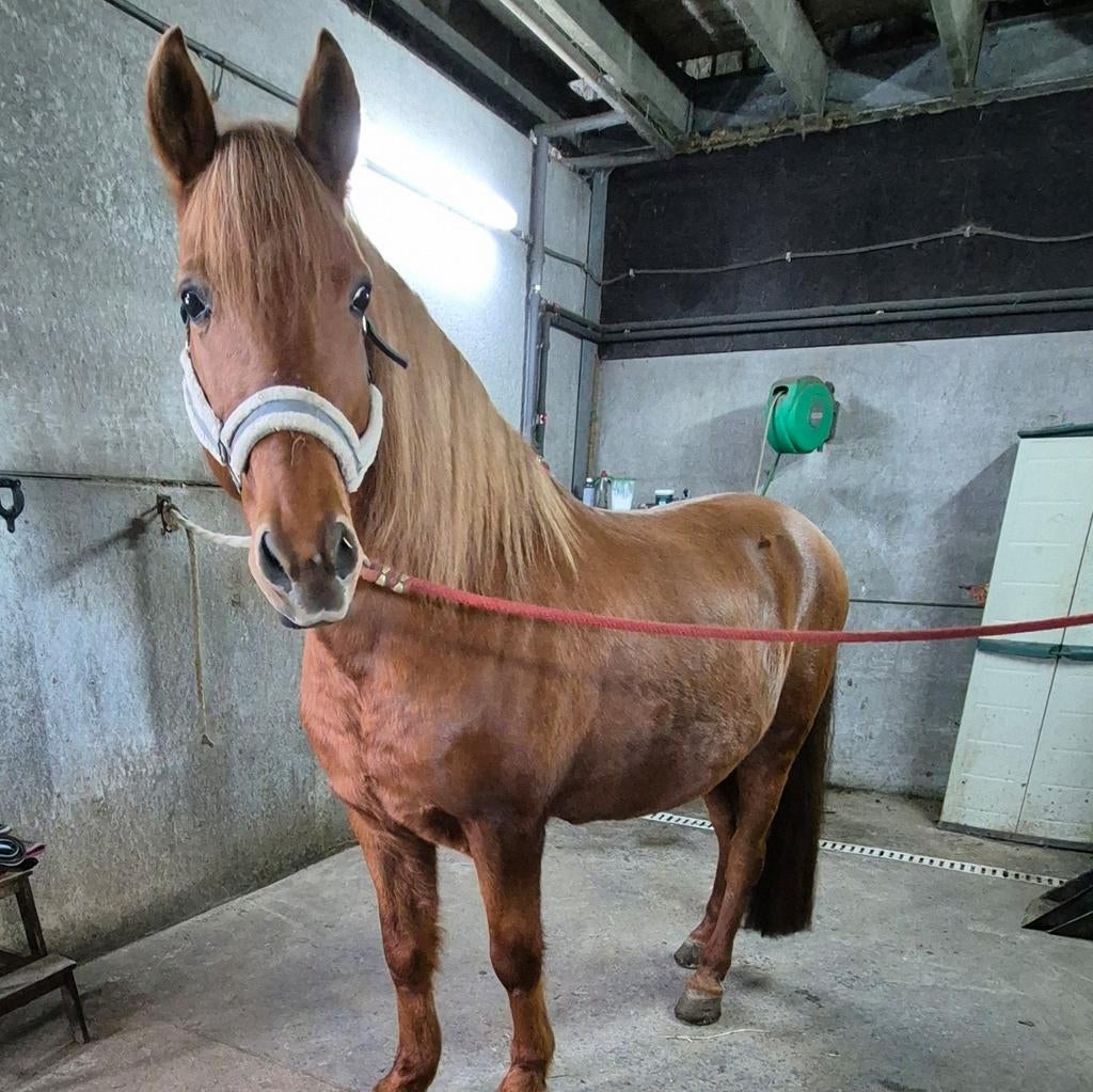 Lieve knappe 8jarige Cruzado ruin, prijs bespreekbaar!, Dieren en Toebehoren, E pony (1.48m - 1.57m), Ruin, Zadelmak, Ontwormd