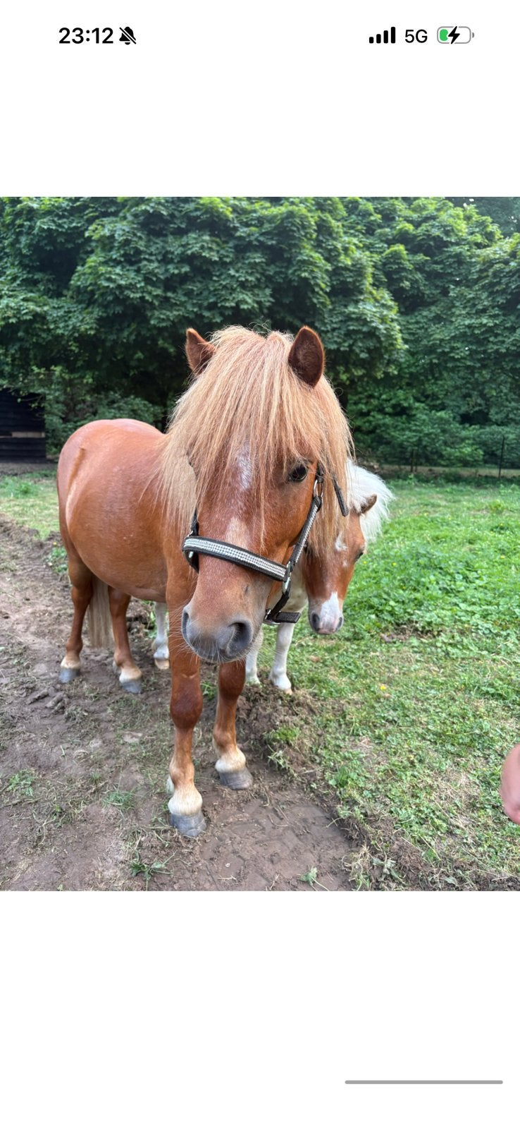 Dekhengstje, shetlander, Dieren en Toebehoren, Hengst, Niet van toepassing, A pony (tot 1.17m), 3 tot 6 jaar