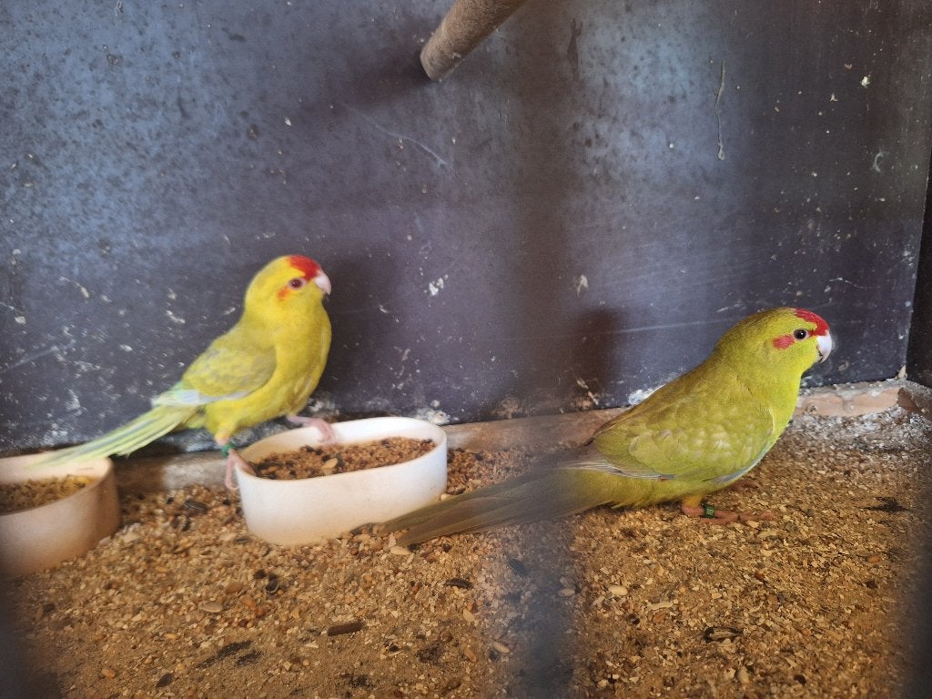 Kakariki's, Plusieurs animaux, Perruche, Bagué