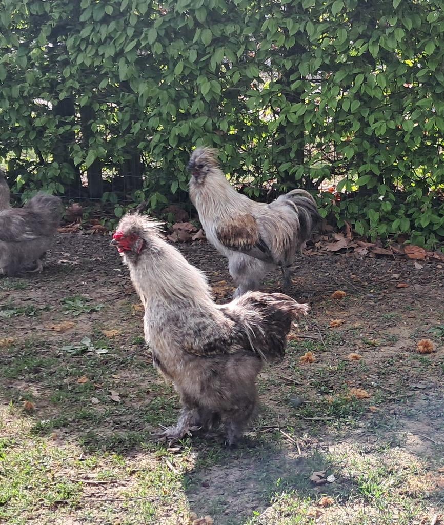 Haan zijdehoen, Dieren en Toebehoren