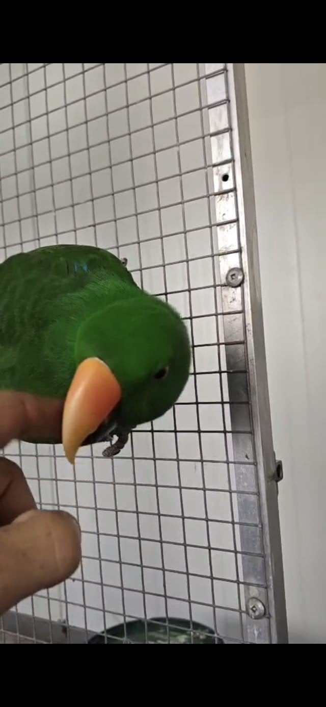 handtam edelpapegaai