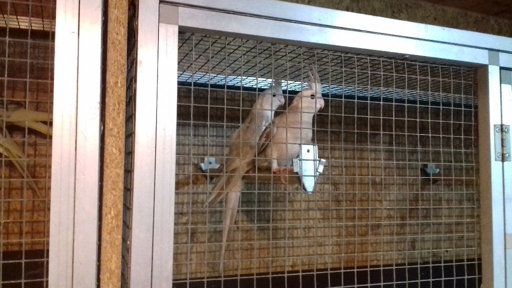 poupées cockatiel à vendre, Animaux & Accessoires