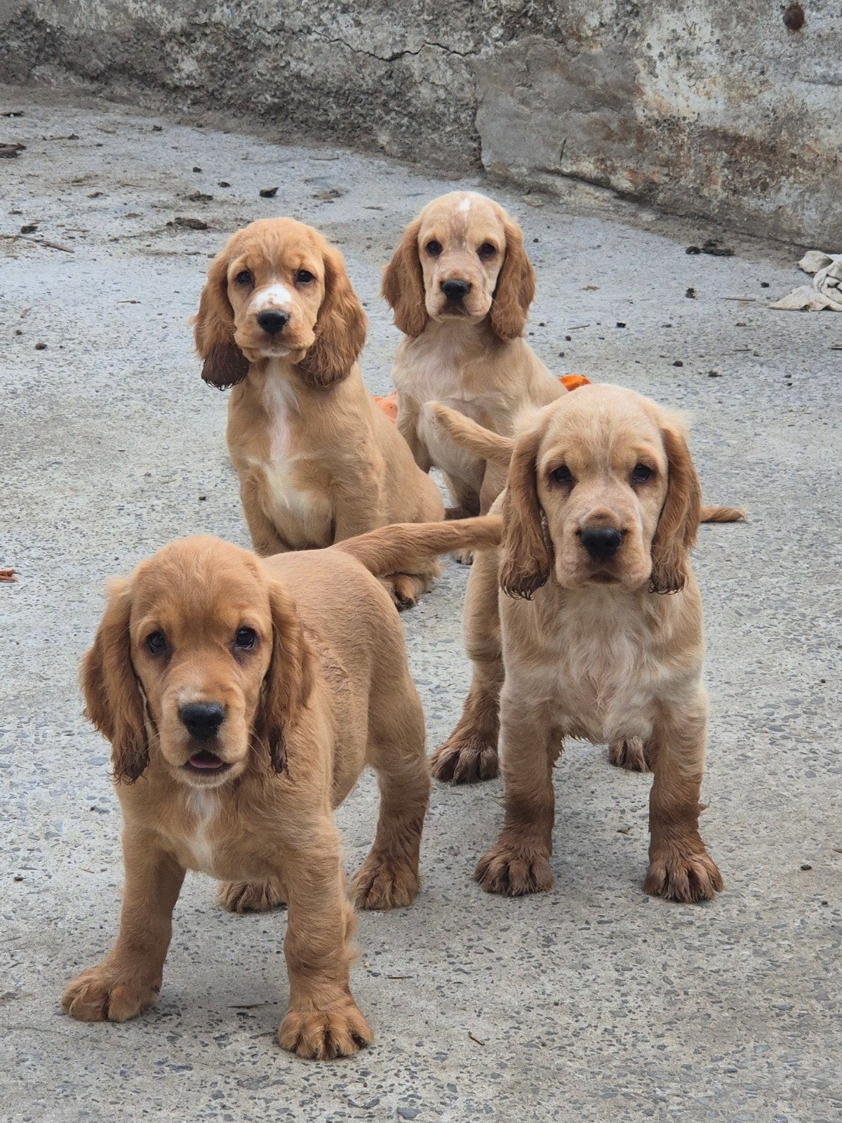 Engelse Cocker Spaniël pups, Animaux & Accessoires, Chiens | Retrievers, Épagneuls & Chiens d'eau, Maladie de Carré (chiens), Plusieurs