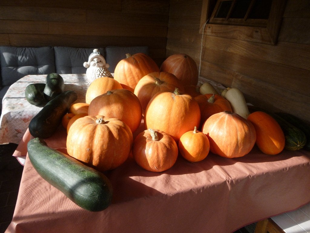 pompoenen en courgetten, Diversen, Ophalen