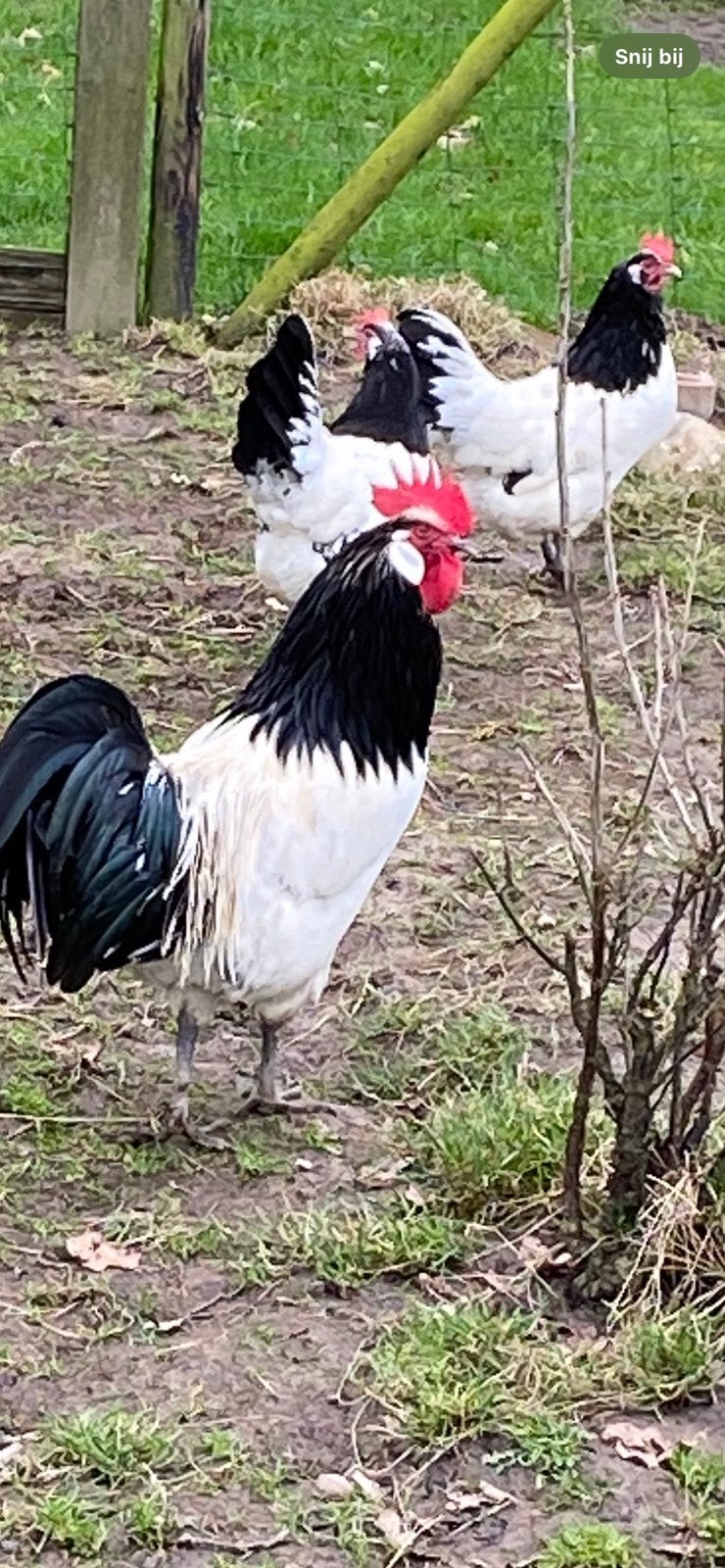 Broedeieren Lakenvelder, Dieren en Toebehoren, Geslacht onbekend, Kip