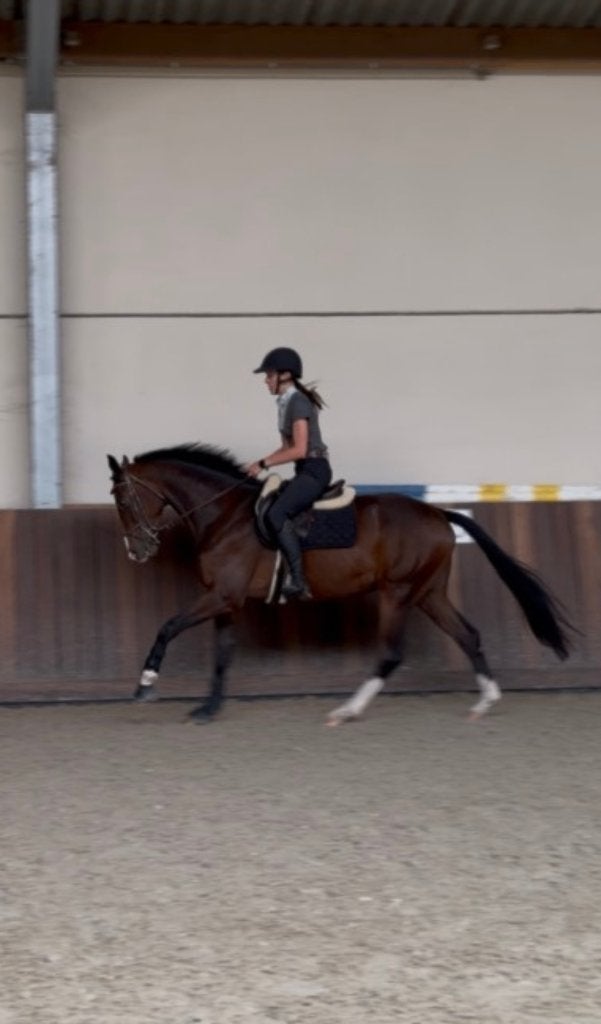 Talentvol 3 jarige dressuurpaard, Cheval de dressage, Débourré, 165 à 170 cm, 3 à 6 ans