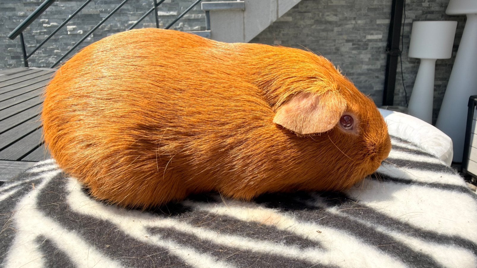 Cavia, mannetje Cavia, glad haar, gouden, roze ogen, Ophalen, Cavia