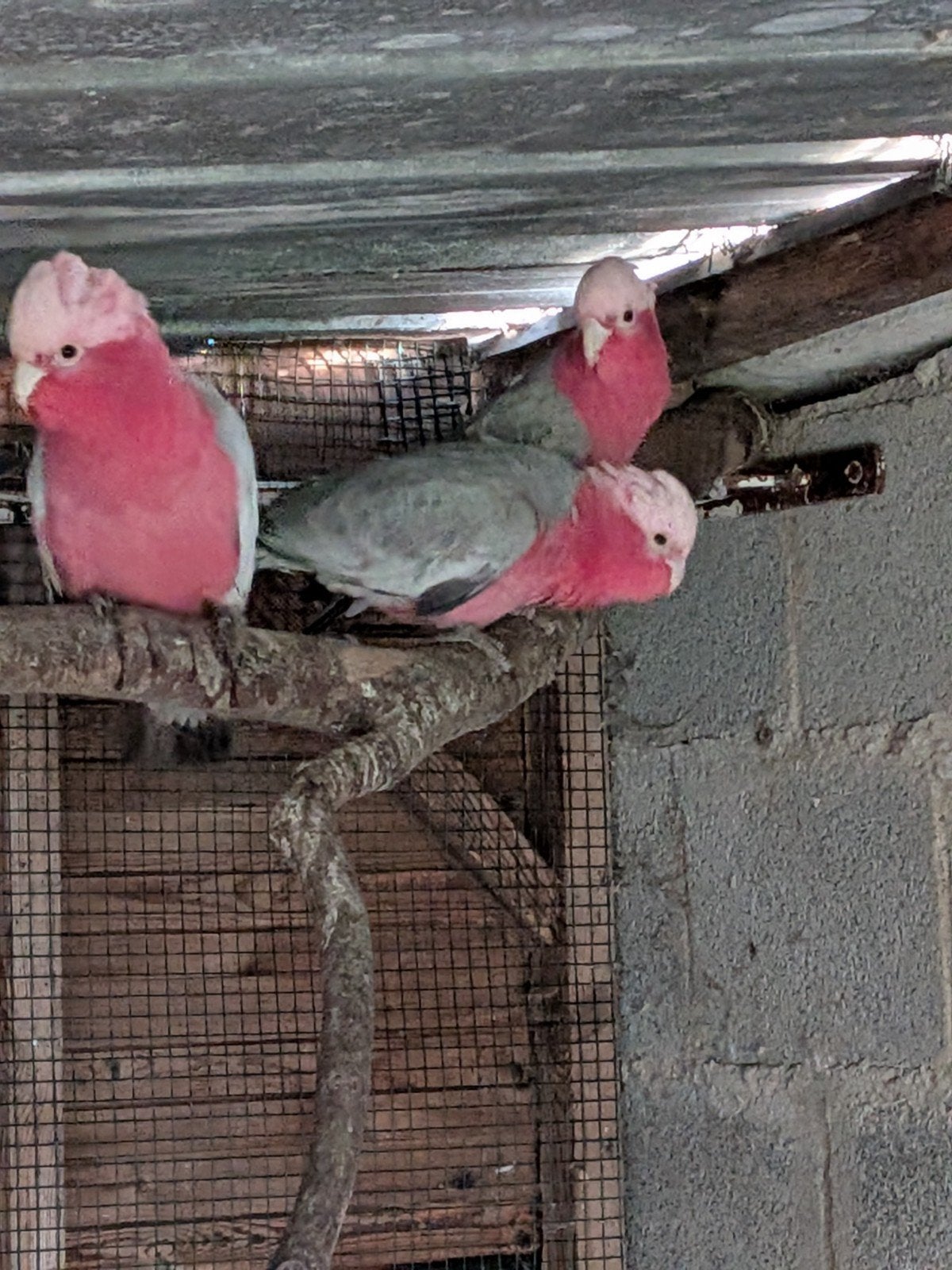 Roze kakatoes, Dieren en Toebehoren, Vogels | Parkieten en Papegaaien, Mannelijk, Papegaai, Geringd