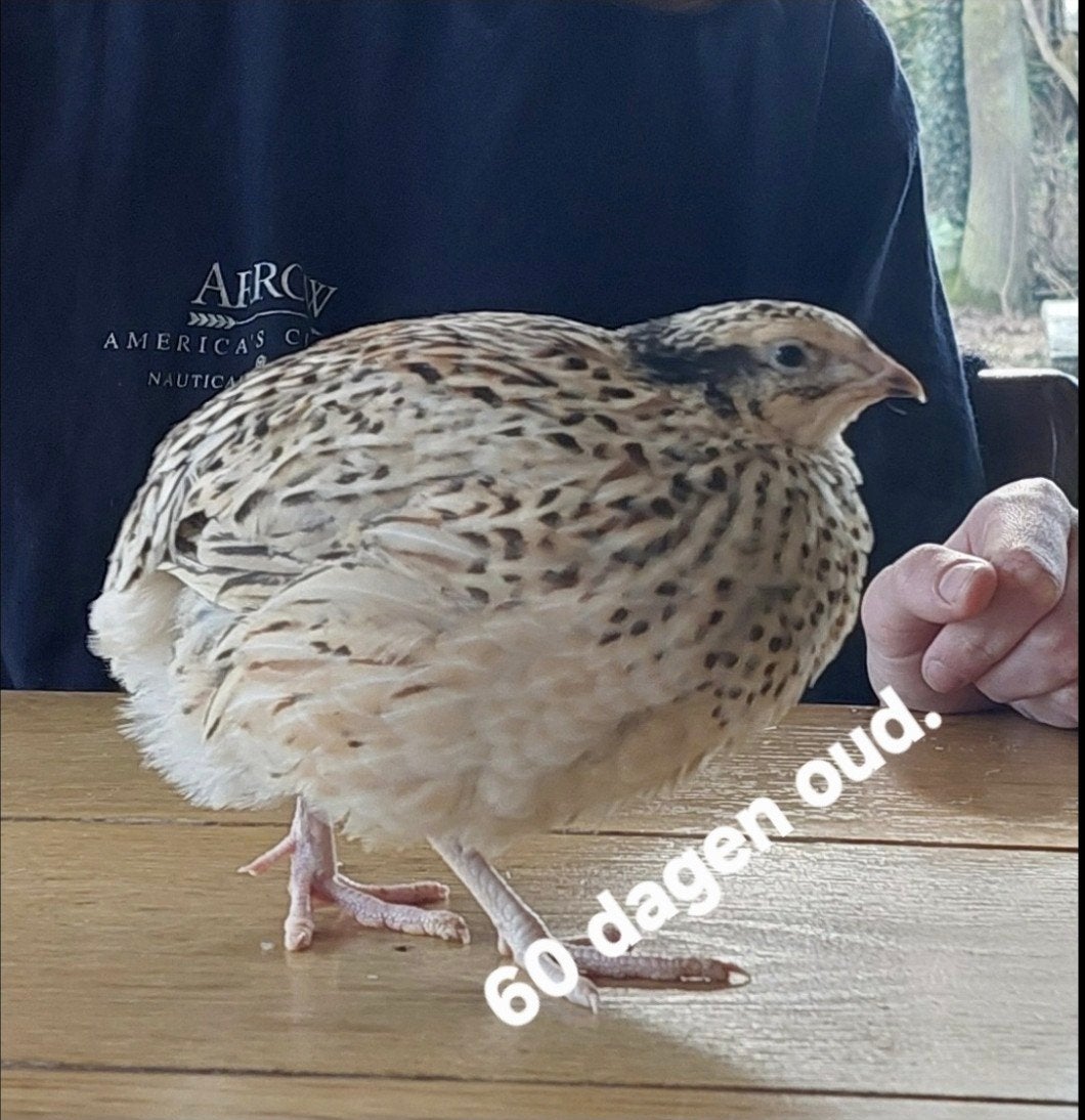 Japanse kwartels leg rijp en broedeieren., Animaux & Accessoires, Volatiles, Plusieurs animaux, Autres espèces