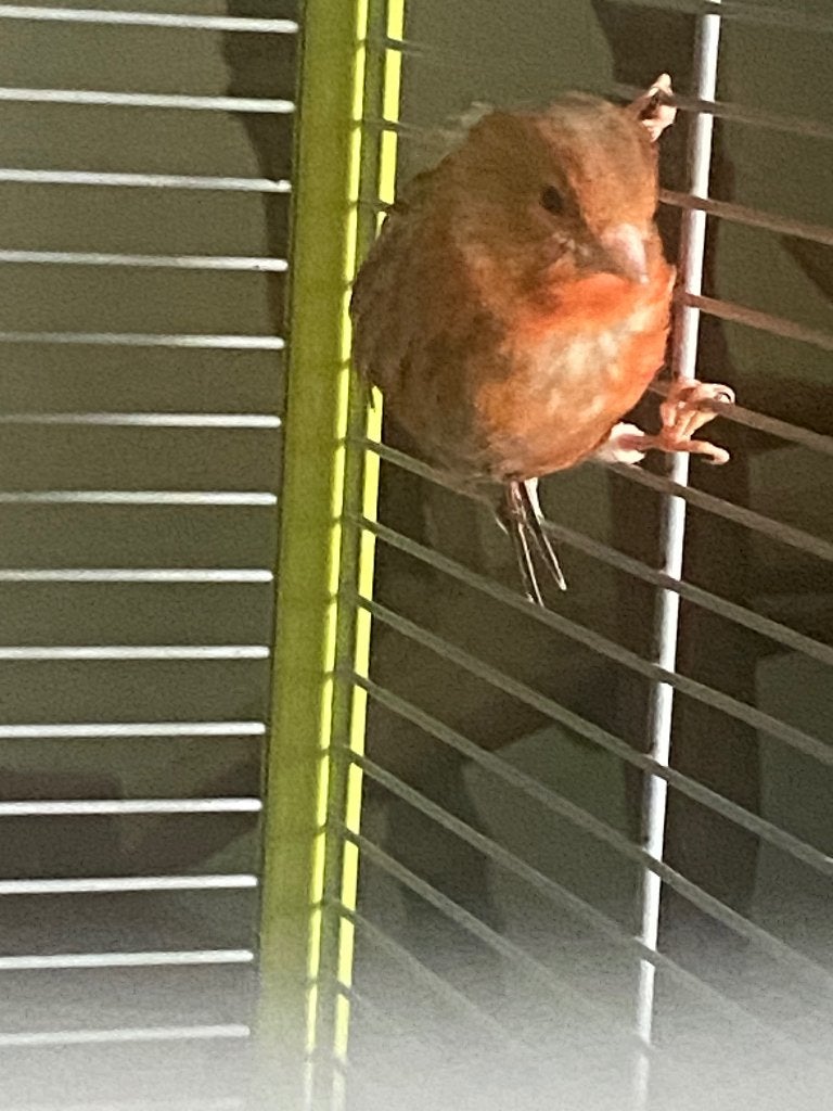 Jonge kanaries (regio Staden), Dieren en Toebehoren, Vogels | Kanaries, Meerdere dieren, Zangkanarie
