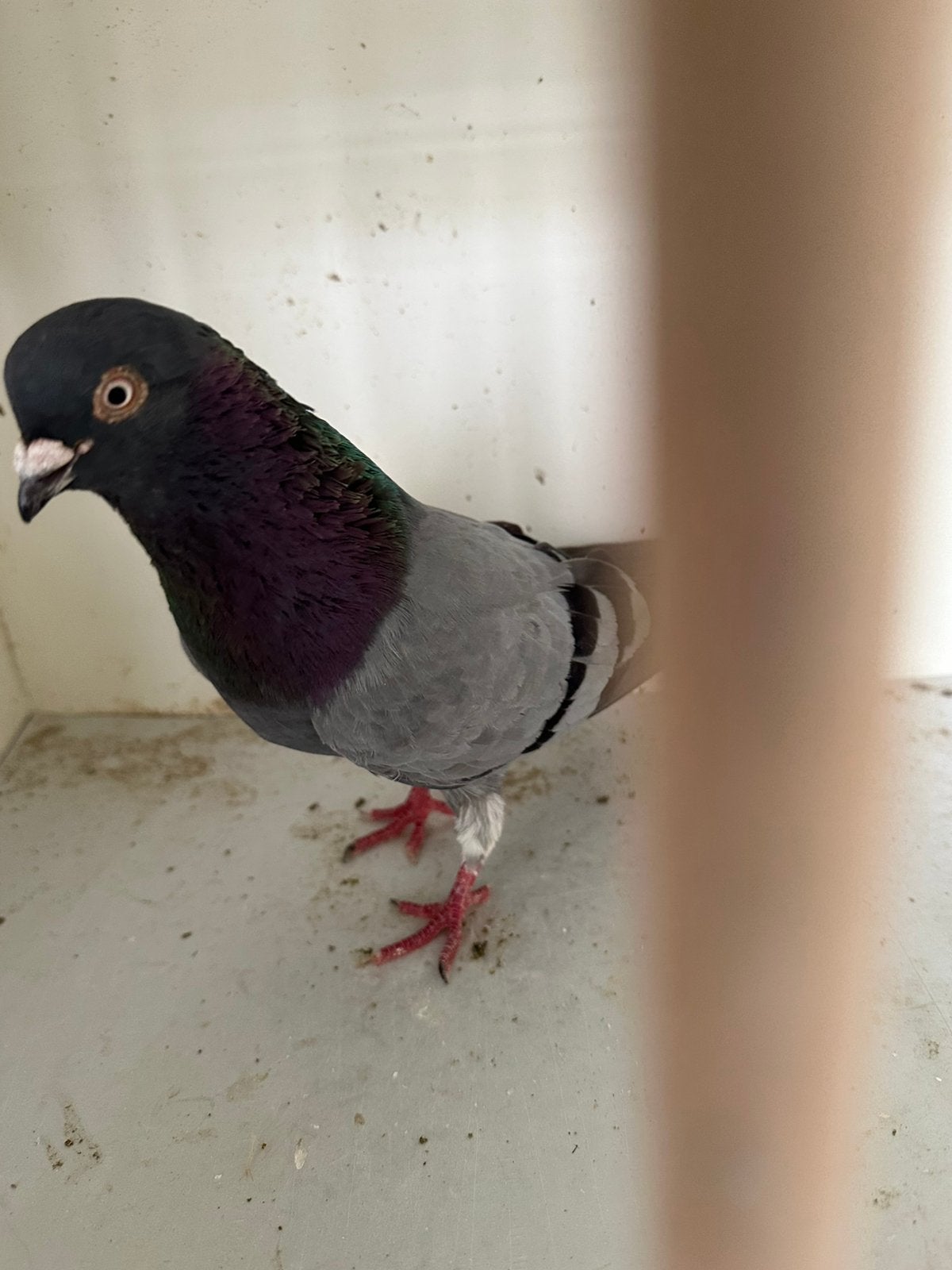 Englishe tippler hoogvliegers, Dieren en Toebehoren