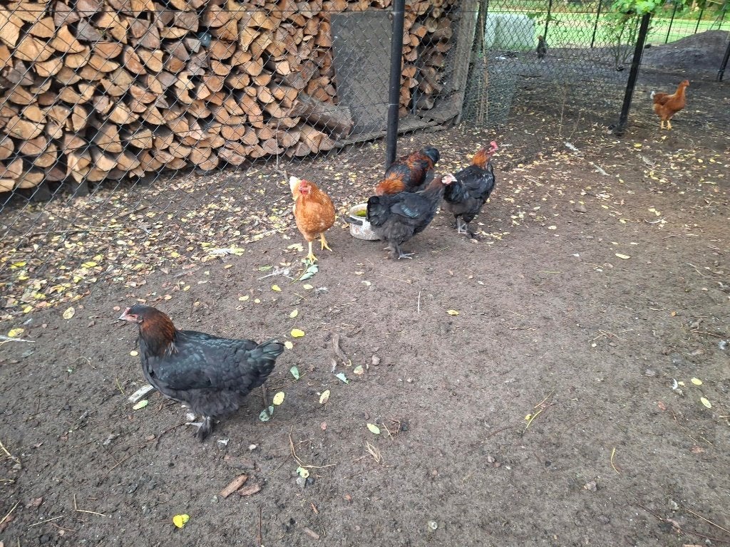 Marans kippen en hanen, Kip