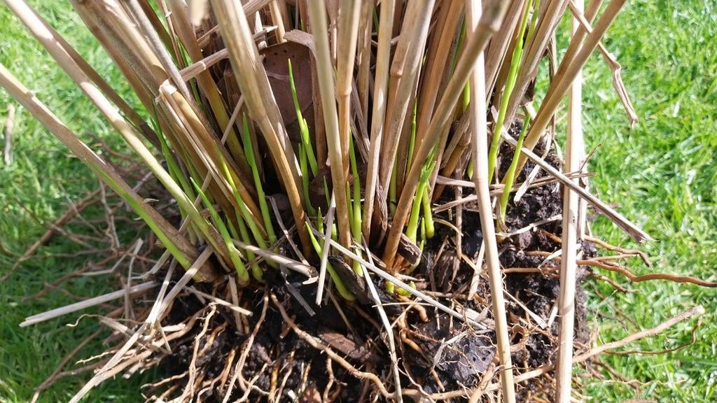 Siergras, Tuin en Terras, Ophalen of Verzenden