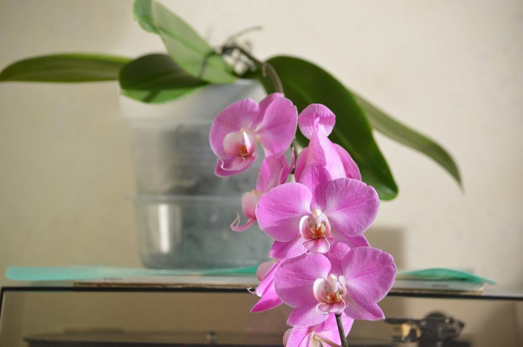 Orchidee Phalaenopsis, Enlèvement