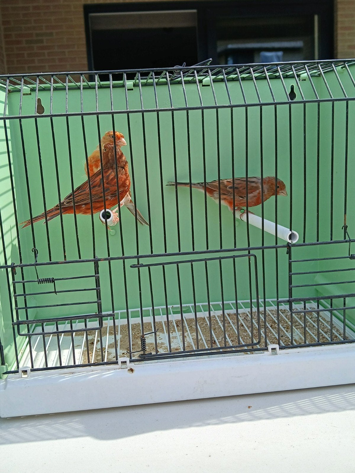 rood agaat kanaries 2026, Dieren en Toebehoren, Vogels | Kanaries