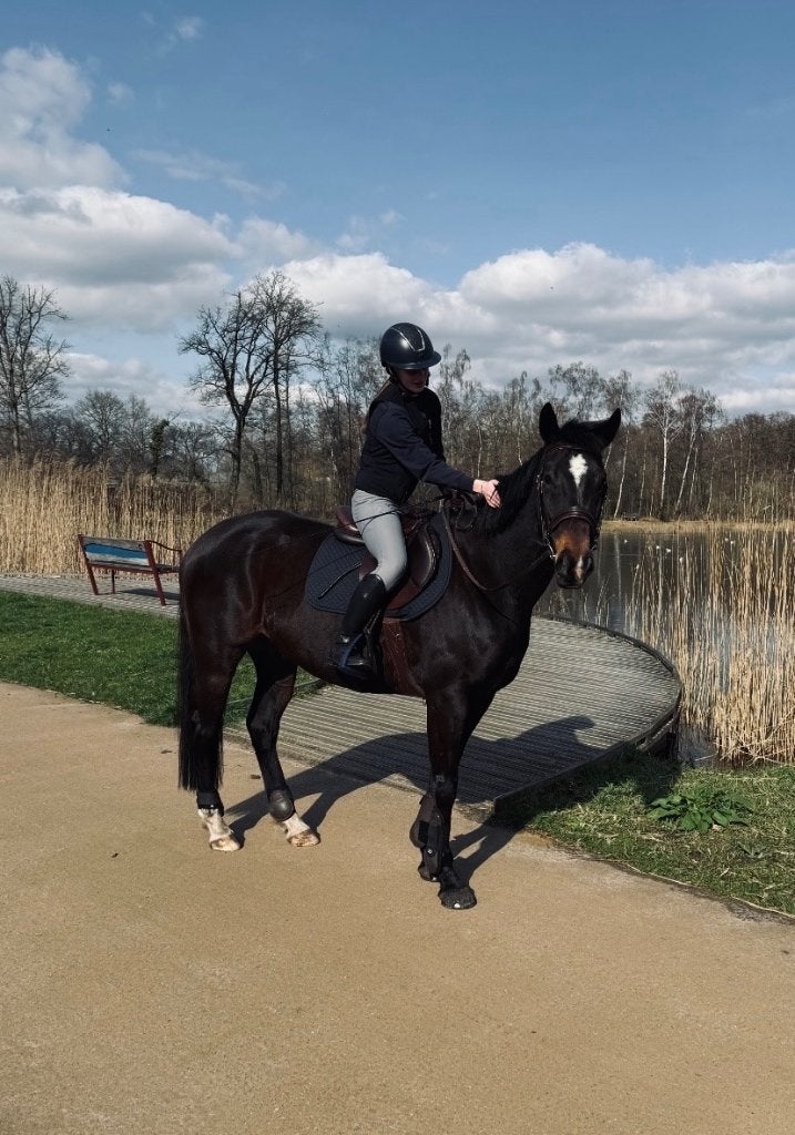 paard gezocht - bijrijder nodig?, Animaux & Accessoires, Chevaux, Cheval de saut