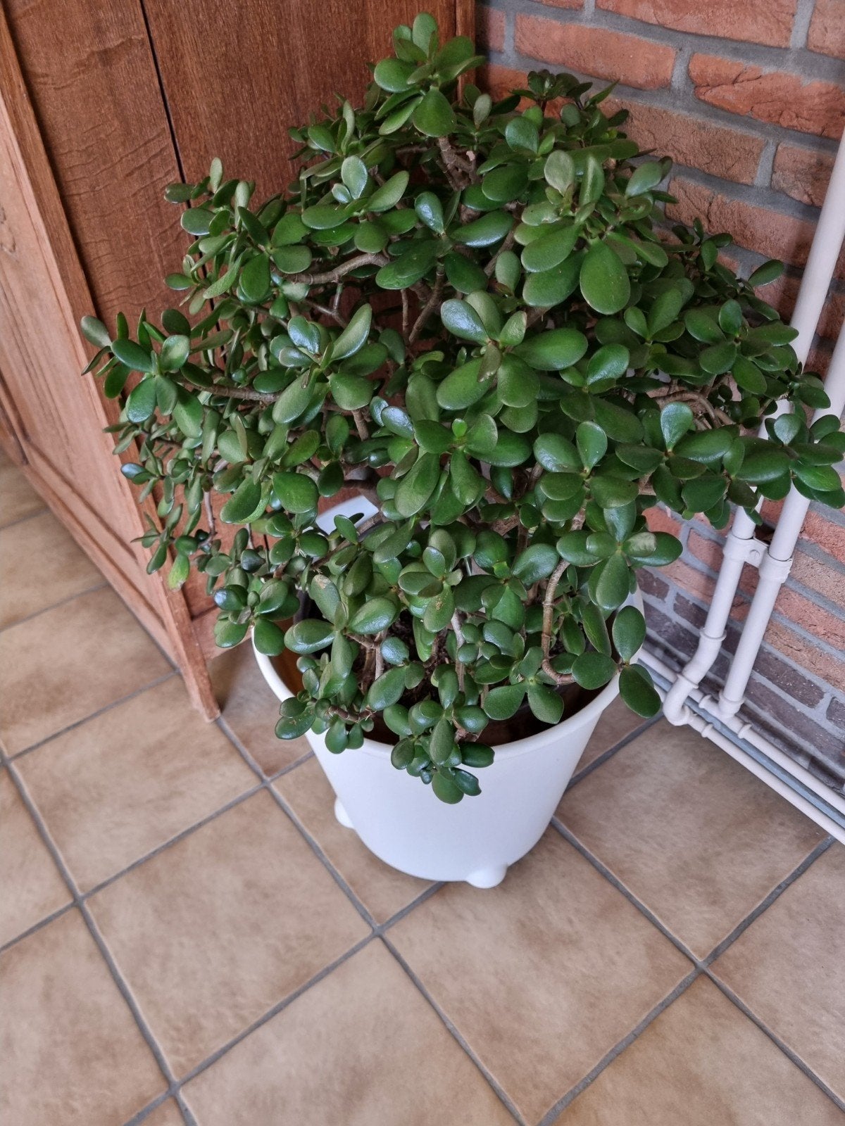 mooie plant crassula ovata    vetplanten   sterke plant, Enlèvement, Ne fleurit pas