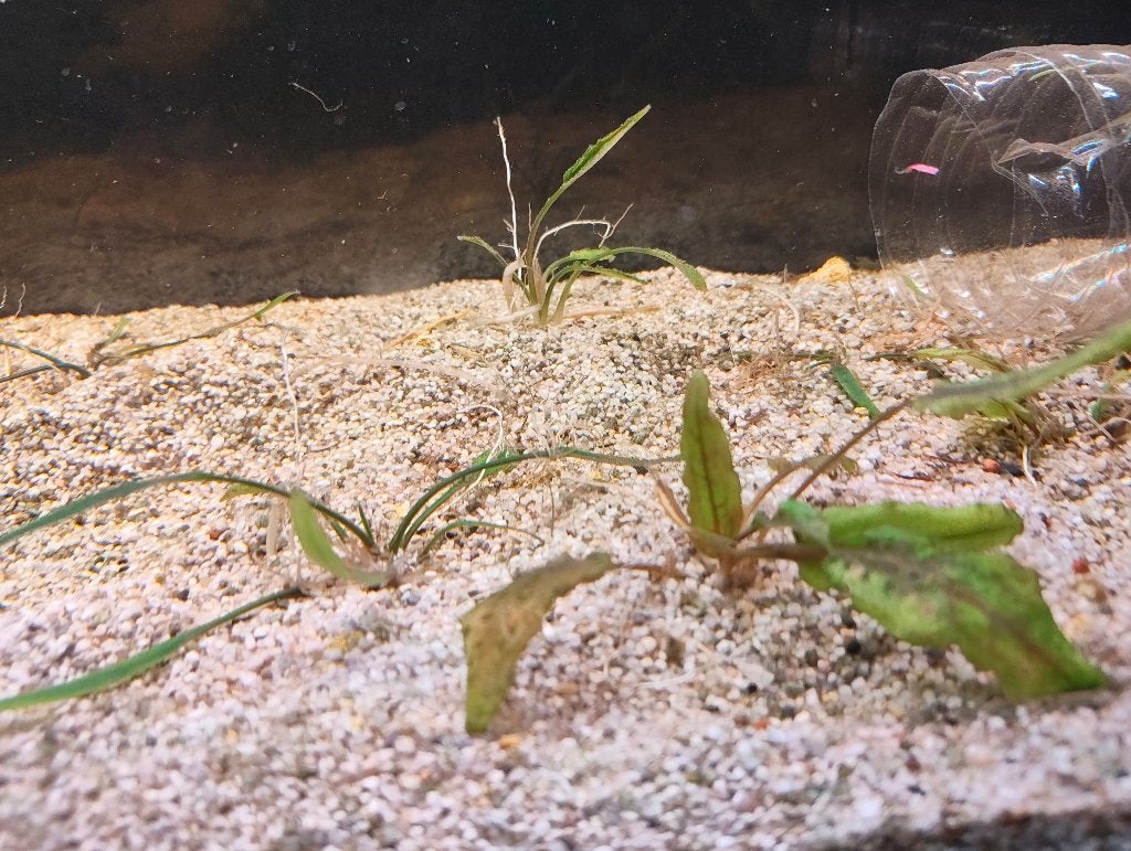 Gravel aquarium, Dieren en Toebehoren, Ophalen, Gebruikt, Grind, Zand of Voedingsbodem