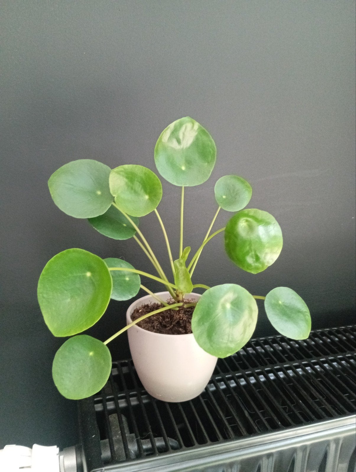 pannenkoeken plant, Ophalen