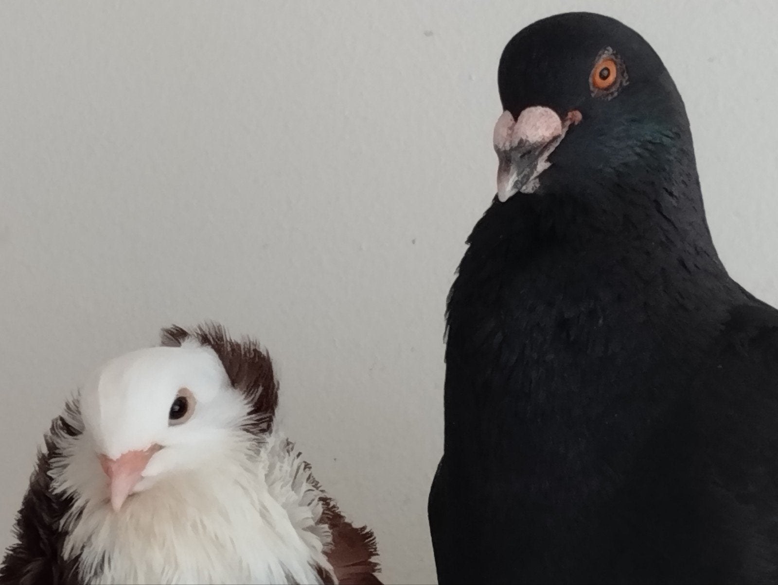 tamme duiven, Dieren en Toebehoren, Meerdere dieren, Overige soorten