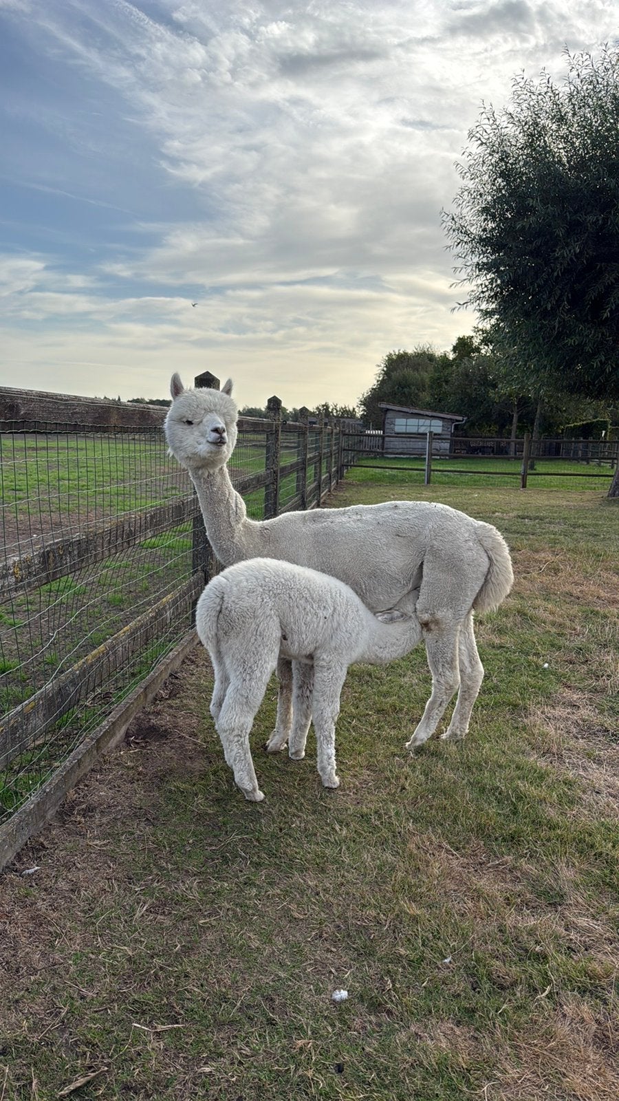 alpacameries, Dieren en Toebehoren, April, Vrouwelijk