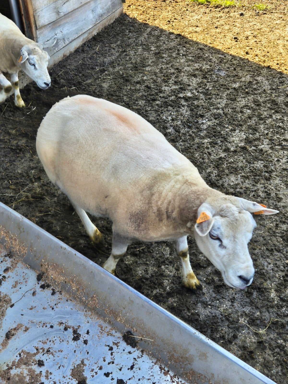 Texel schaap vrouw te koop 3jaar 75kg, Mouton