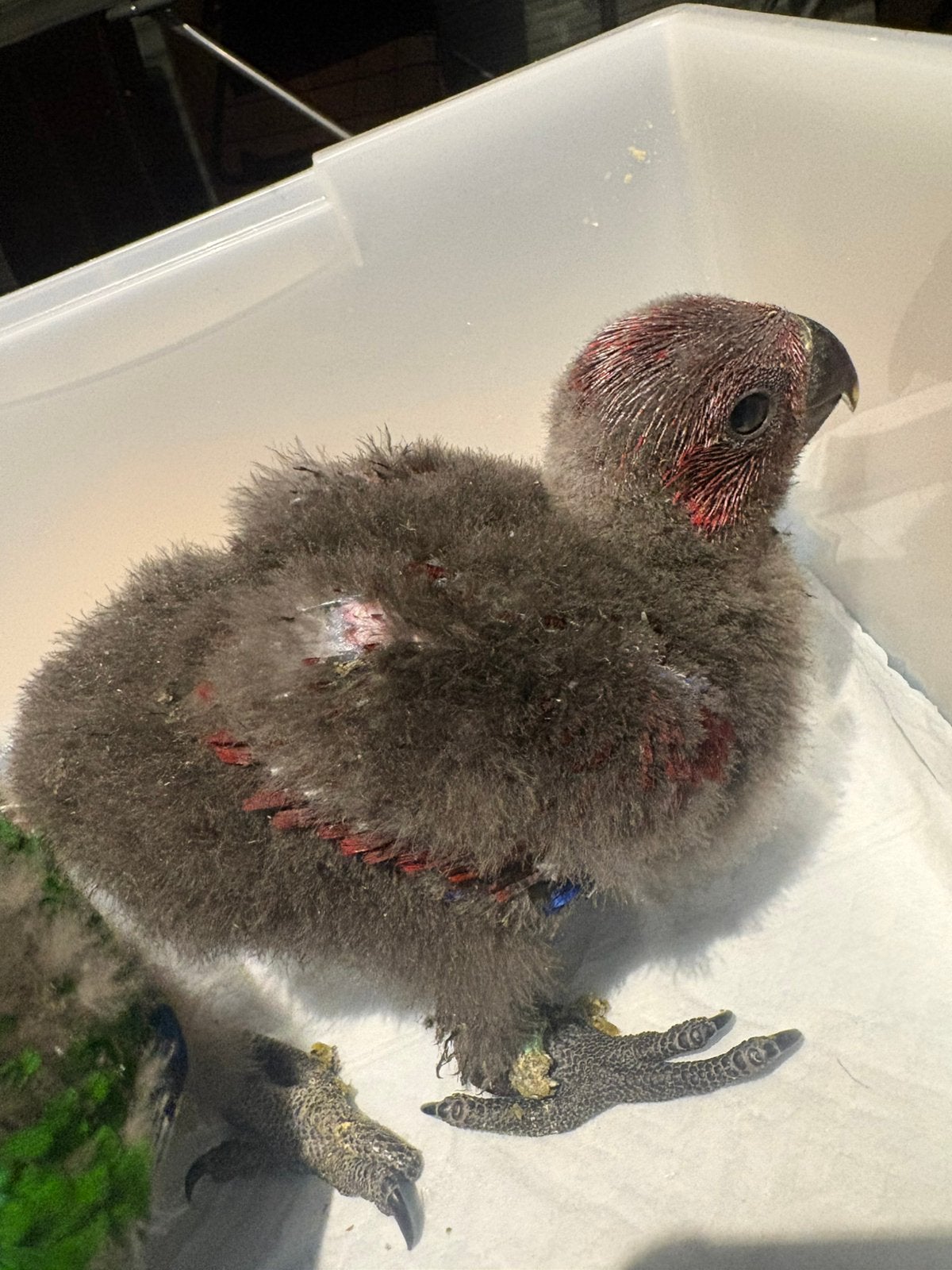 edel pop, Animaux & Accessoires, Oiseaux | Perruches & Perroquets, Femelle, Perroquet, Domestique