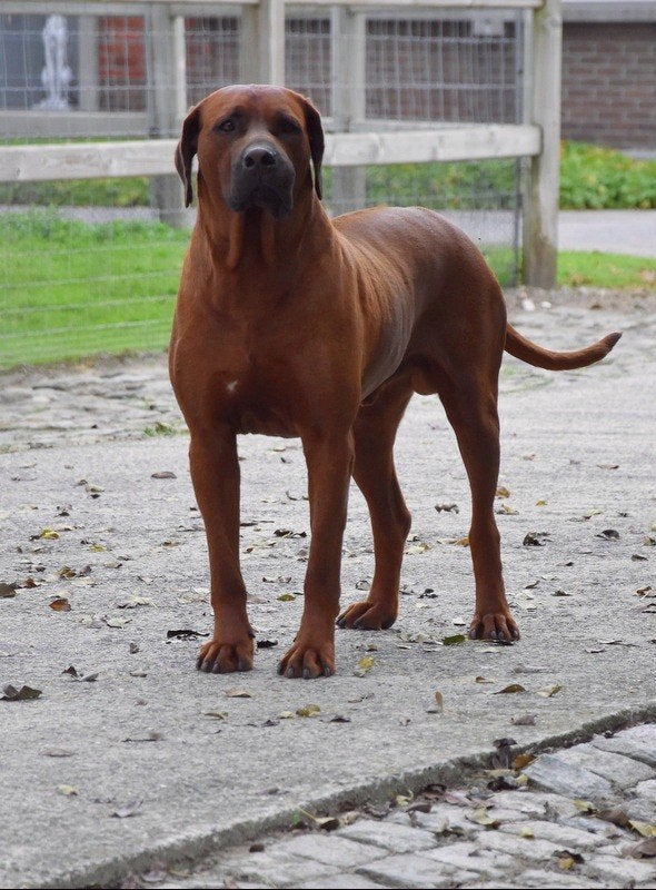 Nog 2 prachtige Rhodesian Ridgeback pups, Parvo, België, Overige rassen, 8 tot 15 weken
