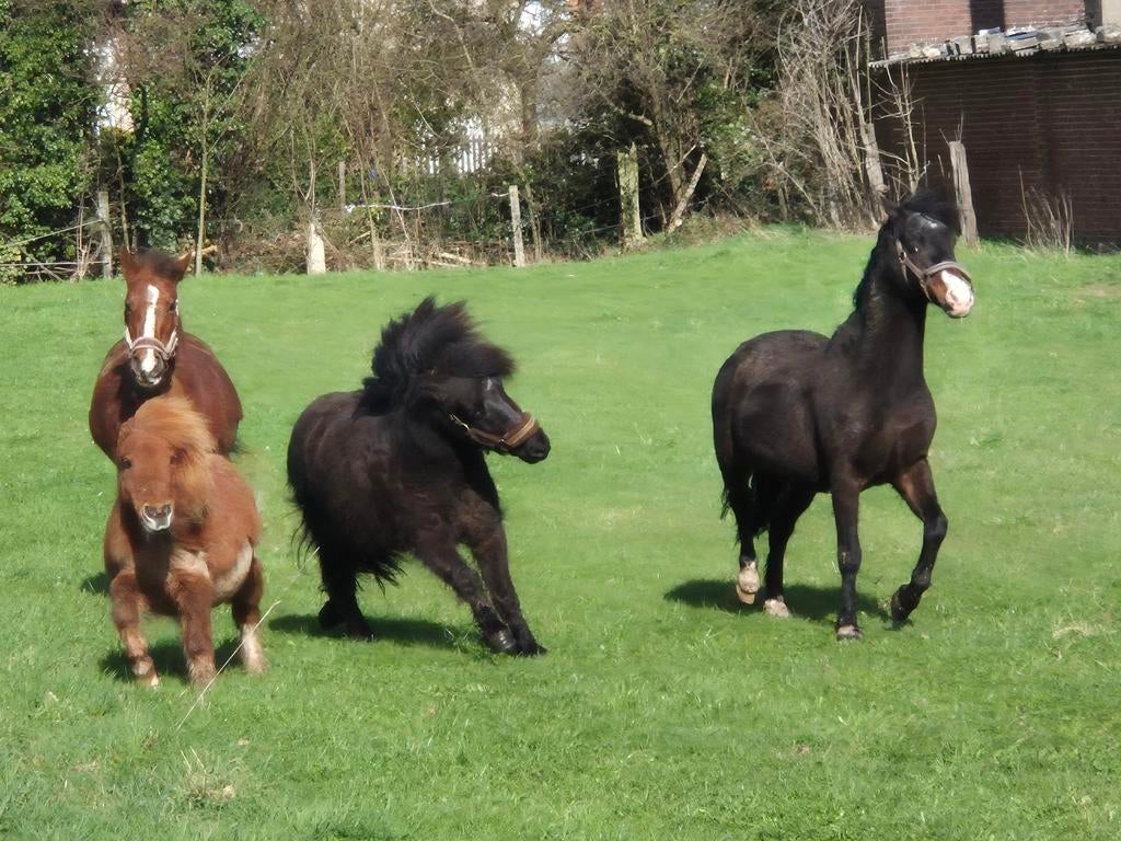 Lieve pony gezocht, Jument