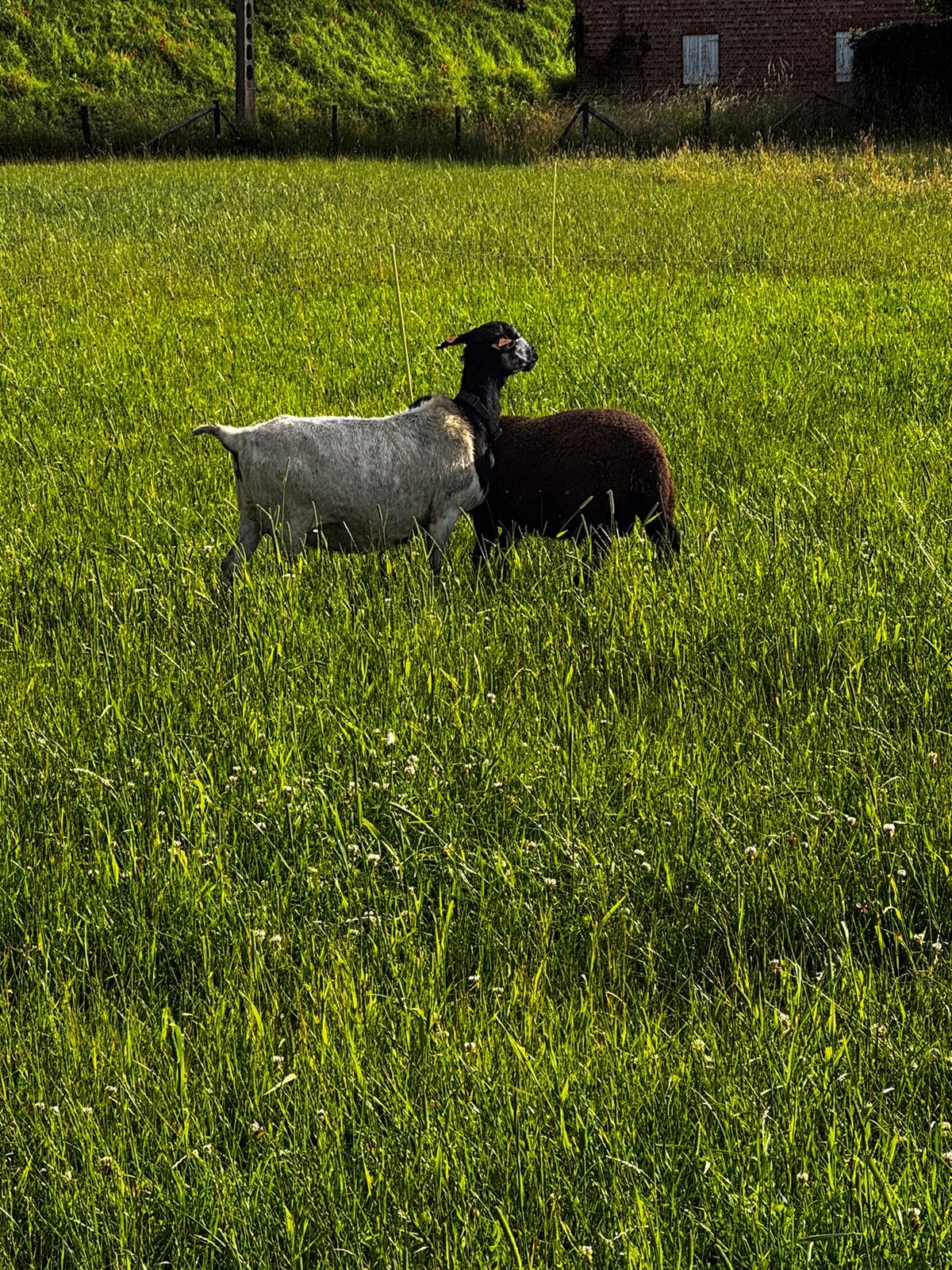 Dorper schaap met gekruist ramlam, Schaap