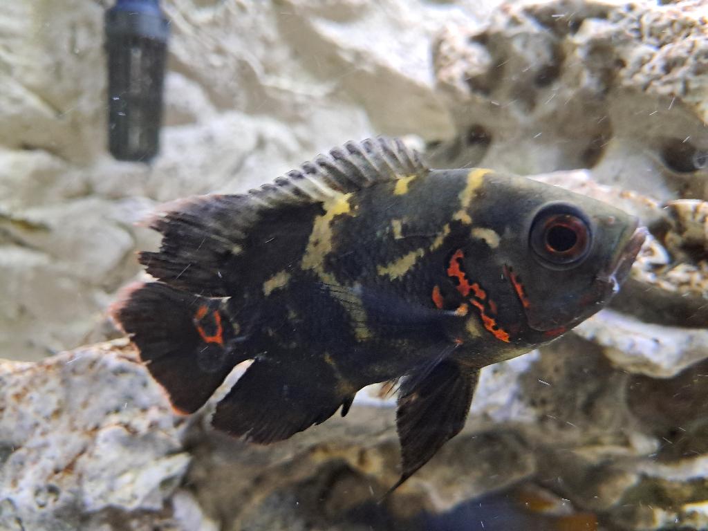 Zwarte Oscar, zéér mooie vis!!, Dieren en Toebehoren, Vis, Zoetwatervis