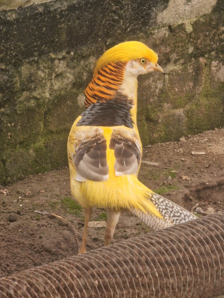 Geel goudfazanten, Animaux & Accessoires, Volatiles, Autres espèces