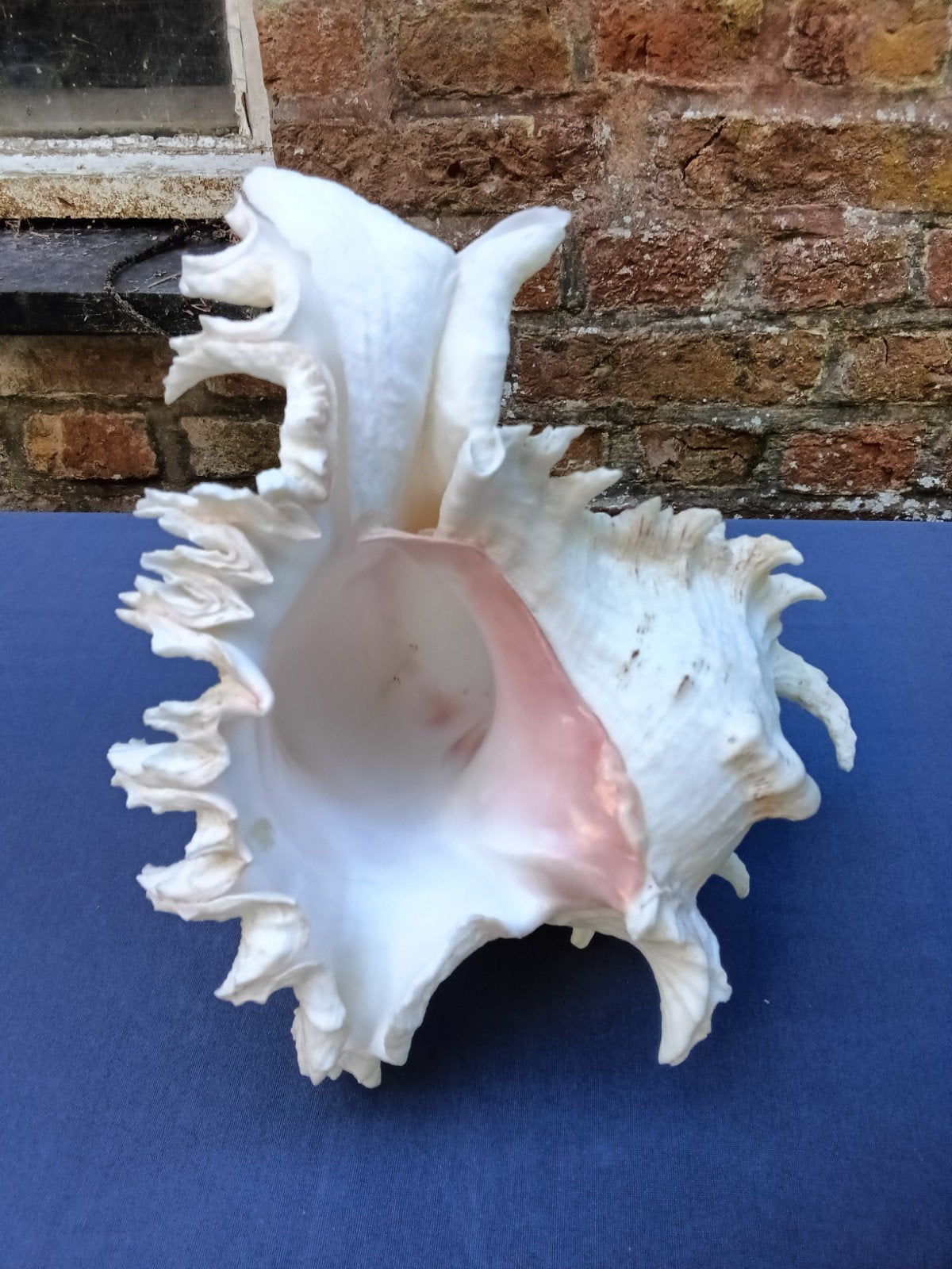 zeer mooie grote chicoreus ramosus 24 cm, Verzamelen, Ophalen of Verzenden