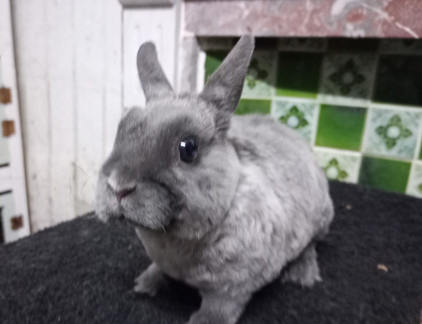 Rex dwerg in midden blauw marter., Dieren en Toebehoren, Mannelijk, Dwerg, 0 tot 2 jaar