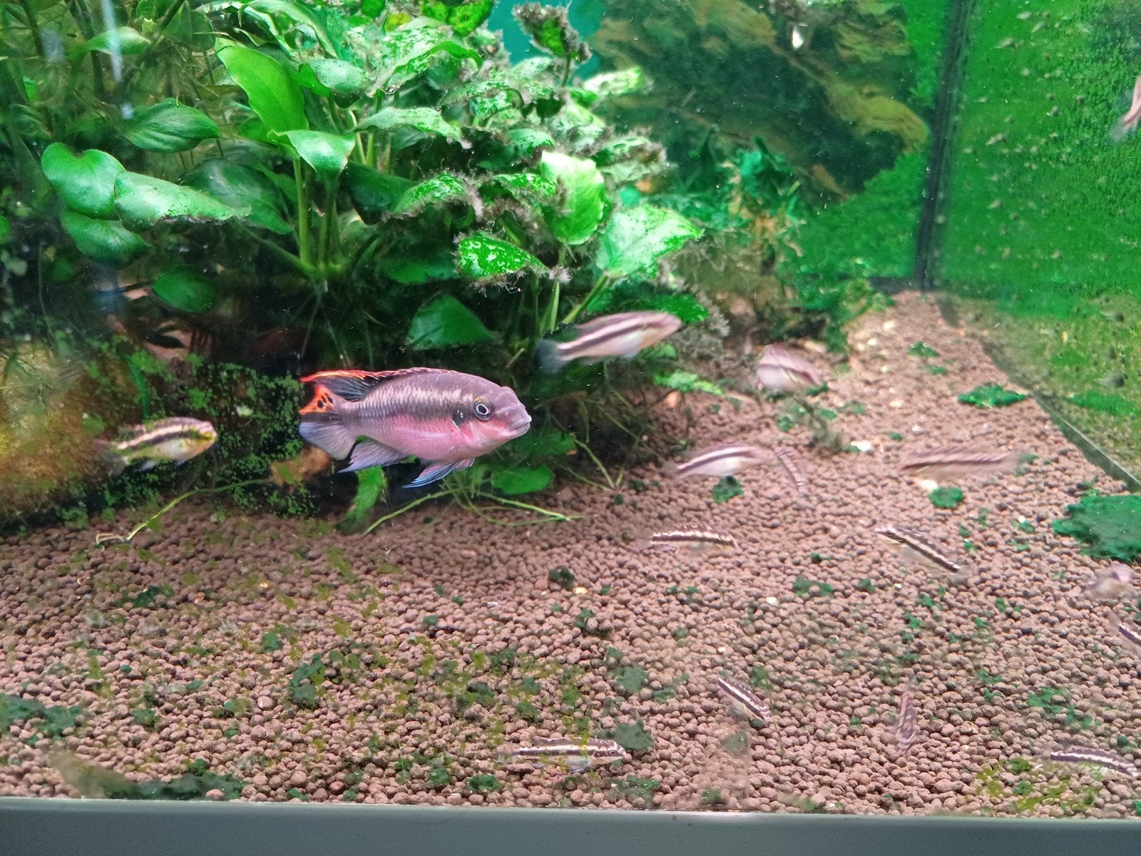 Paartje kersevlekcichliden, Dieren en Toebehoren, Vissen | Aquariumvissen, Zoetwatervis