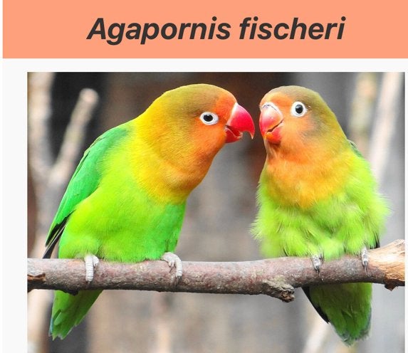 Inséparable de Fischer - Agapornis Fischeri, Animaux & Accessoires, Sexe inconnu, Perroquet nain ou Inséparable, Domestique
