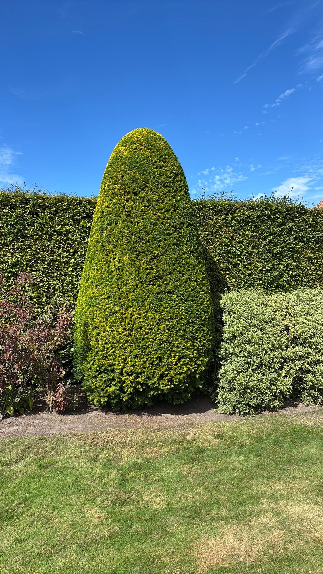 Taxus, Enlèvement, Comme neuf