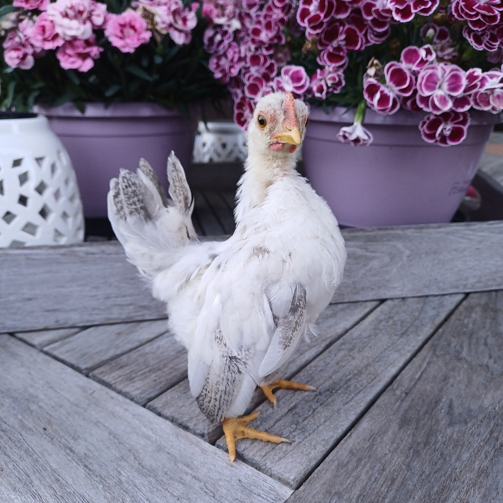 Jeunes coqs Serama, Animaux & Accessoires, Mâle, Poule ou poulet
