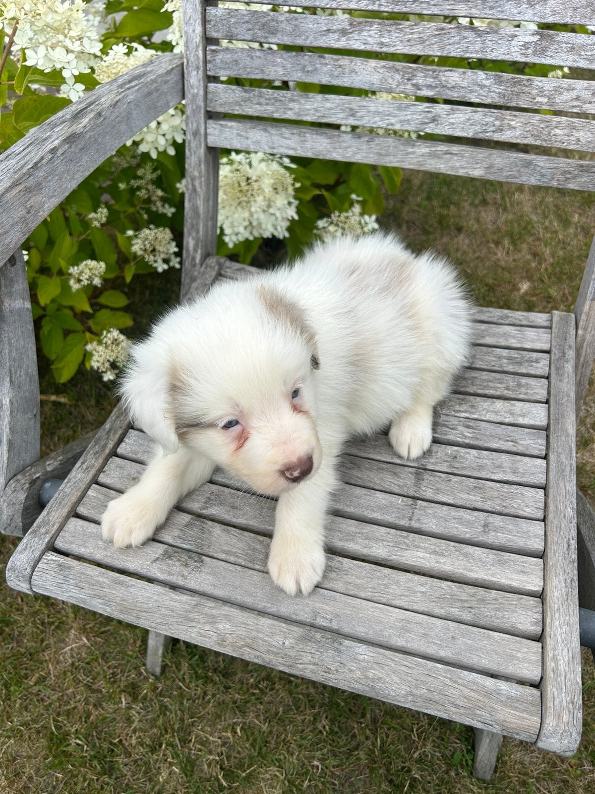 Border Collie pups, Dieren en Toebehoren, Honden | Herdershonden en Veedrijvers, Meerdere dieren, Collie, Fokker | Hobbymatig