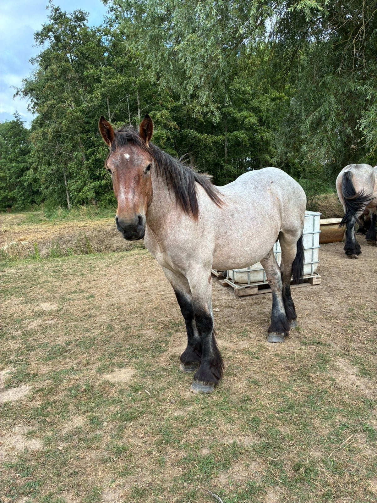 Zeer braaf trekpaard, Dieren en Toebehoren, Hengst