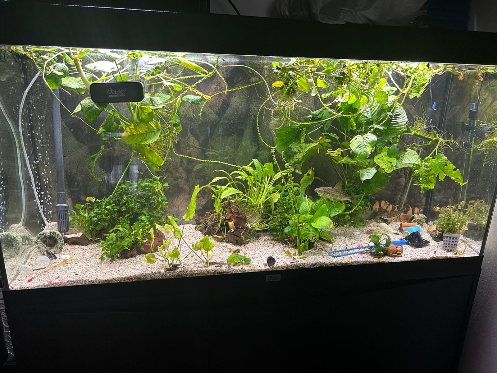 aquarium planten, Dieren en Toebehoren, Ophalen, Zo goed als nieuw