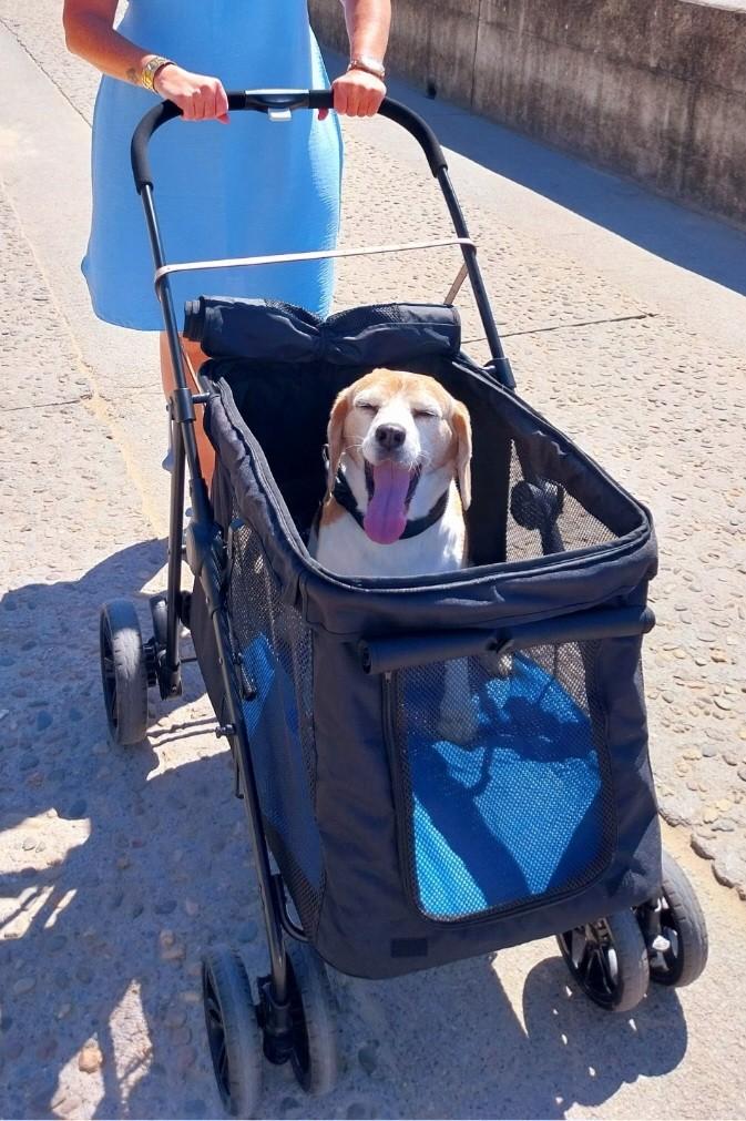 Zwarte hondenbuggy voor middelgrote hond, Enlèvement, Comme neuf