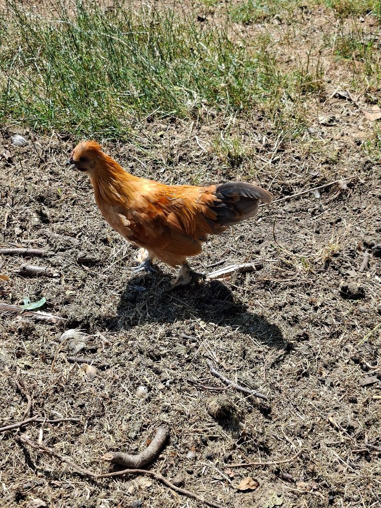 Haantjes - zijdehoen/sabelpoot, Dieren en Toebehoren, Mannelijk, Kip