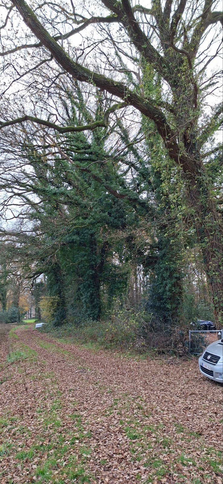 gereserveerd  eik brandhout, 6 m³ of meer, Ophalen, Eikenhout, Takken