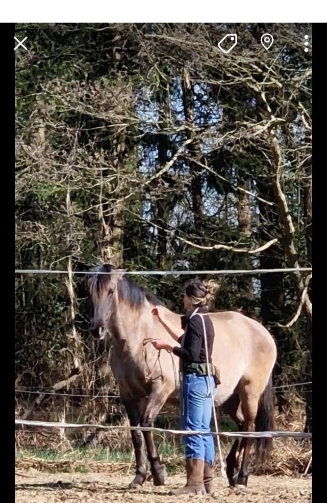 Spanish Mustang, Lusitano merrie, Dieren en Toebehoren, Paarden, Merrie