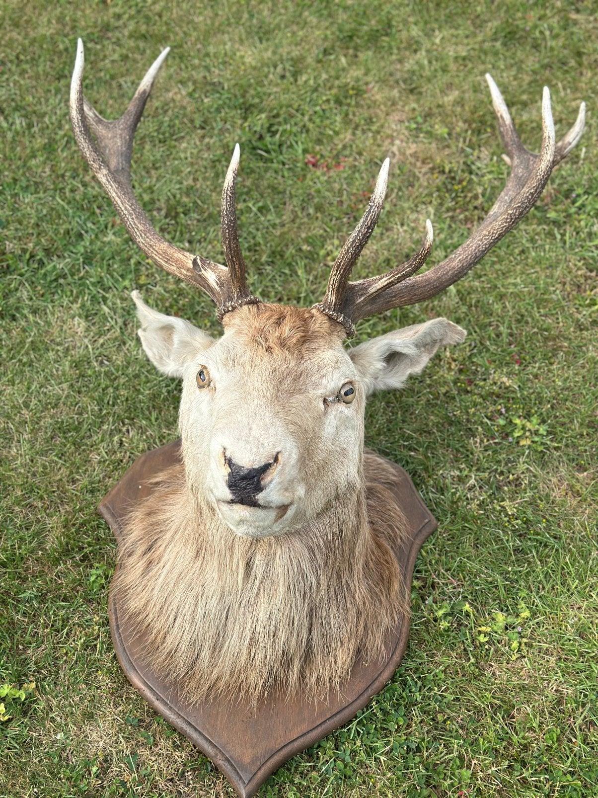 Te koop 24 fotos taxidermie, Enlèvement
